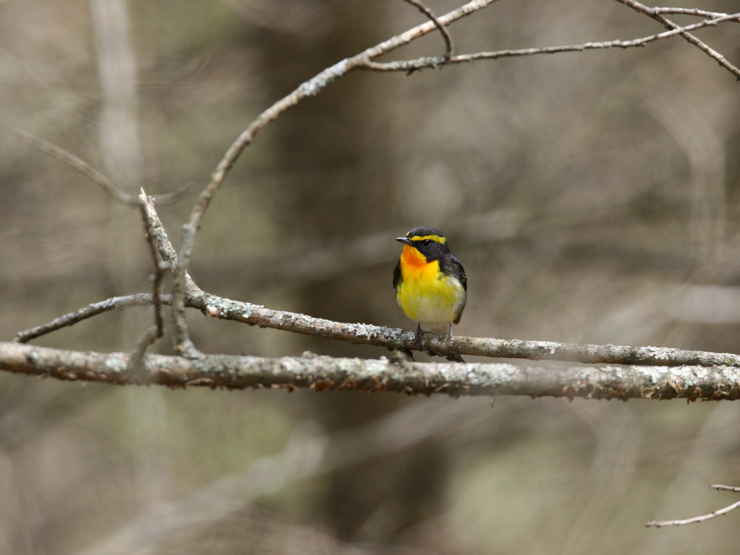 春　夏鳥がやってくる（キビタキ）